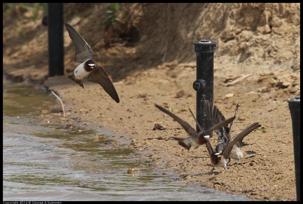 0513-101914-04.jpg - Cliff Swallows