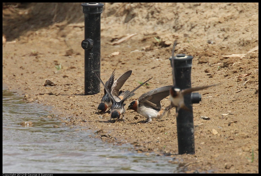 0513-101917-01.jpg - Cliff Swallows