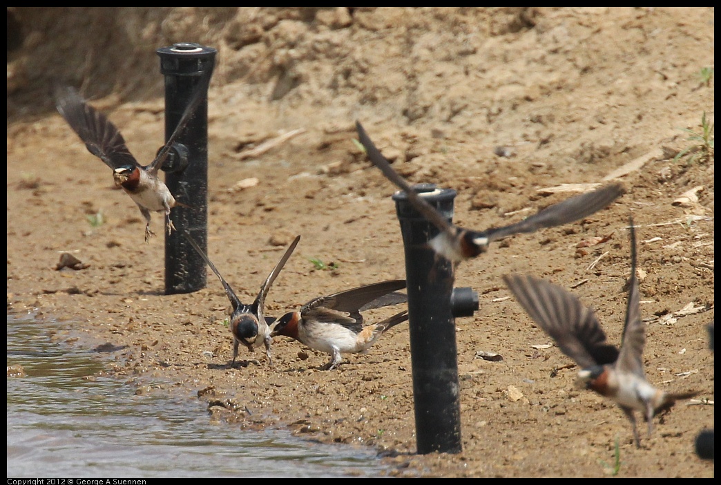 0513-101917-02.jpg - Cliff Swallows