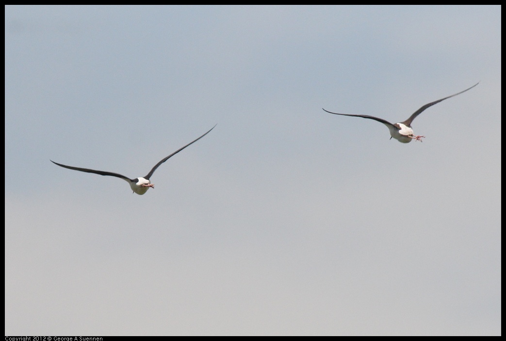 0513-102045-01.jpg - Black-necked Stilts