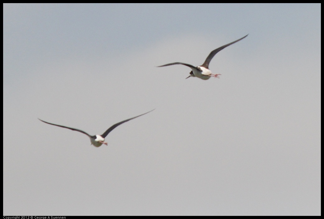 0513-102045-05.jpg - Black-necked Stilts