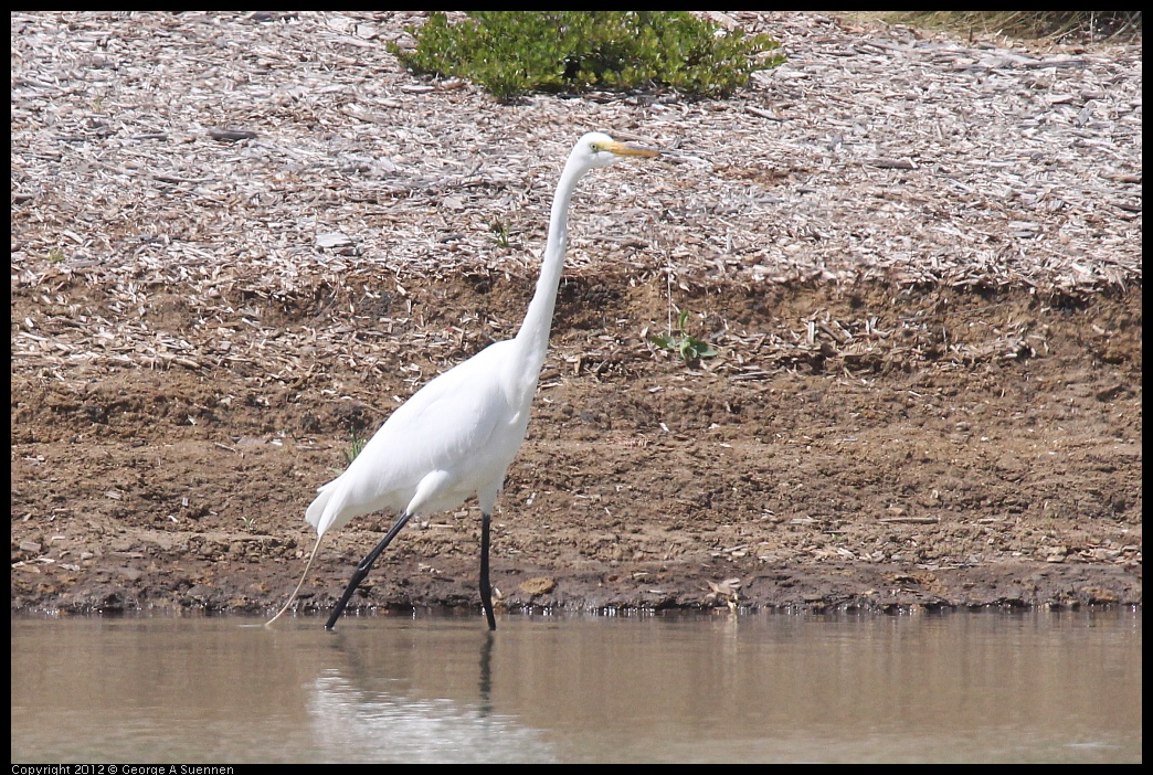 0513-102118-02.jpg - Great Egret