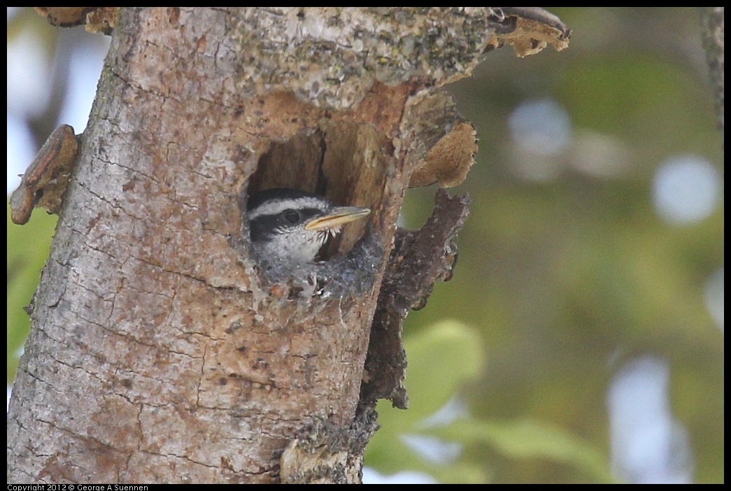 0516-130822-01.jpg - Red-breasted Nuthatch