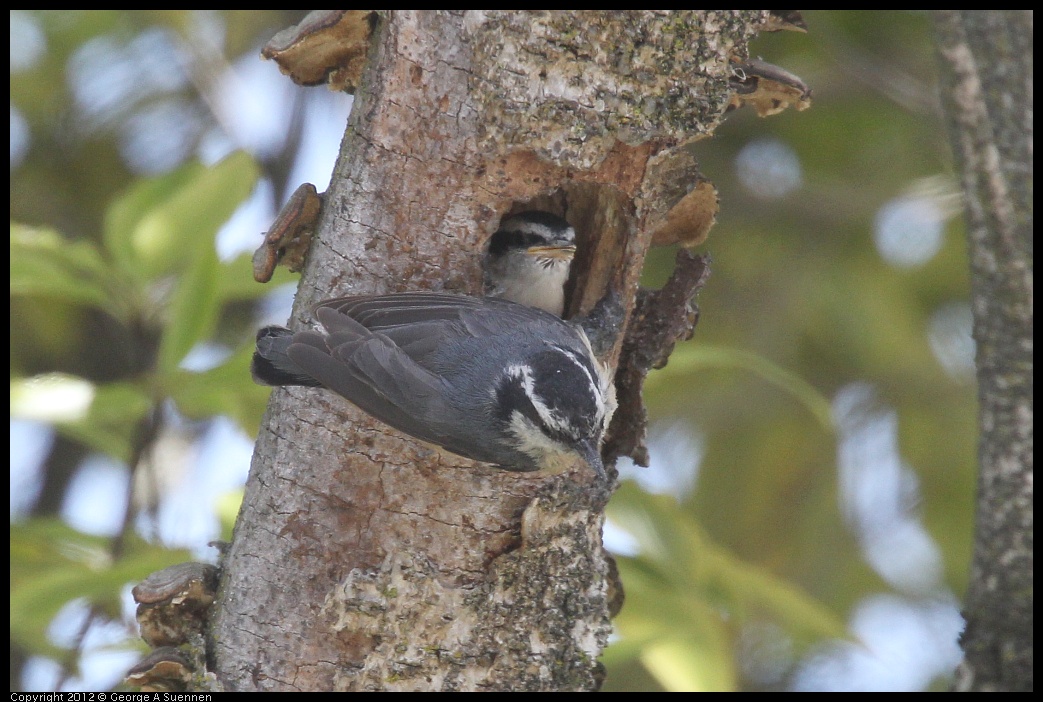 0516-130837-01.jpg - Red-breasted Nuthatch