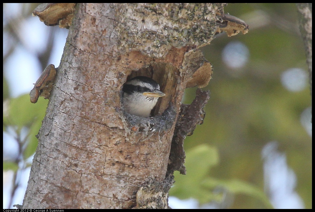 0516-130838-02.jpg - Red-breasted Nuthatch