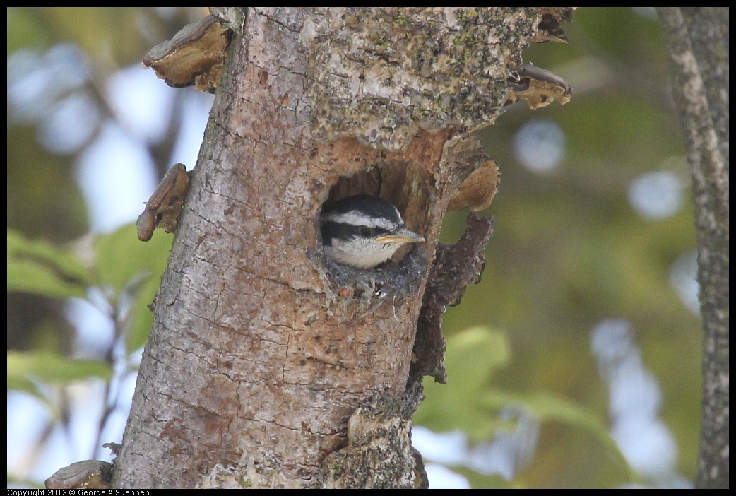 0516-130839-02.jpg - Red-breasted Nuthatch