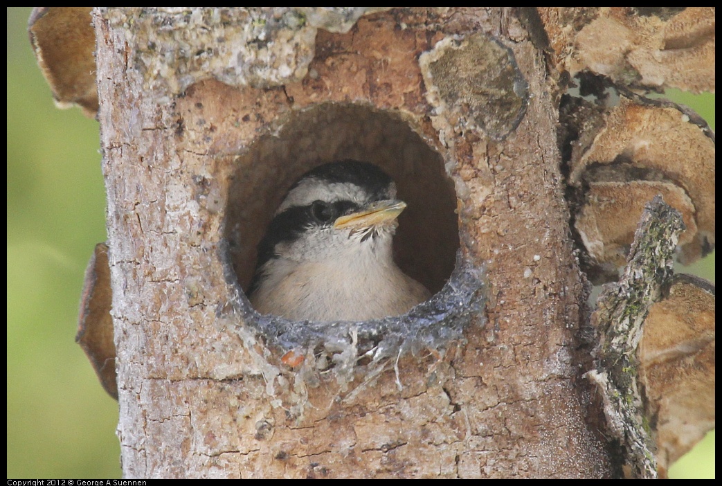 0516-130909-01.jpg - Red-breasted Nuthatch