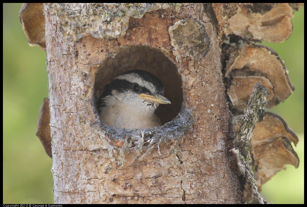 0516-130910-04.jpg - Red-breasted Nuthatch