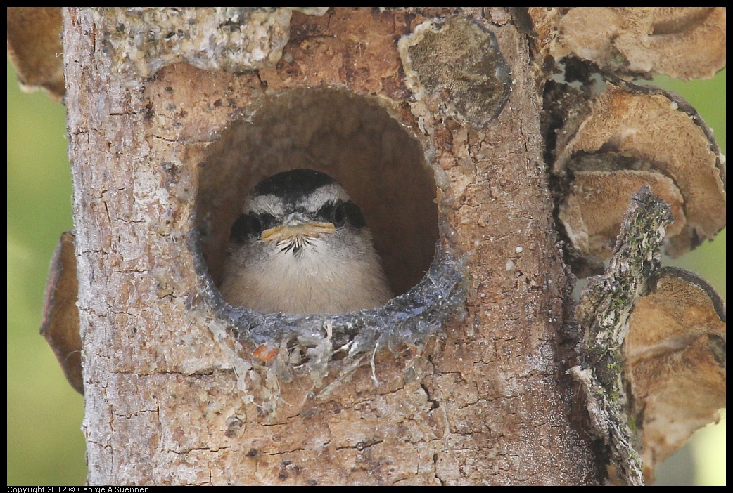 0516-130921-02.jpg - Red-breasted Nuthatch