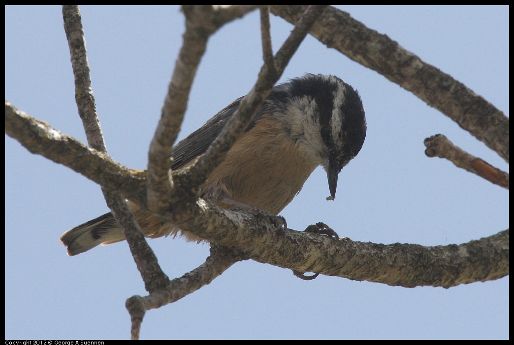 0516-130934-01.jpg - Red-breasted Nuthatch