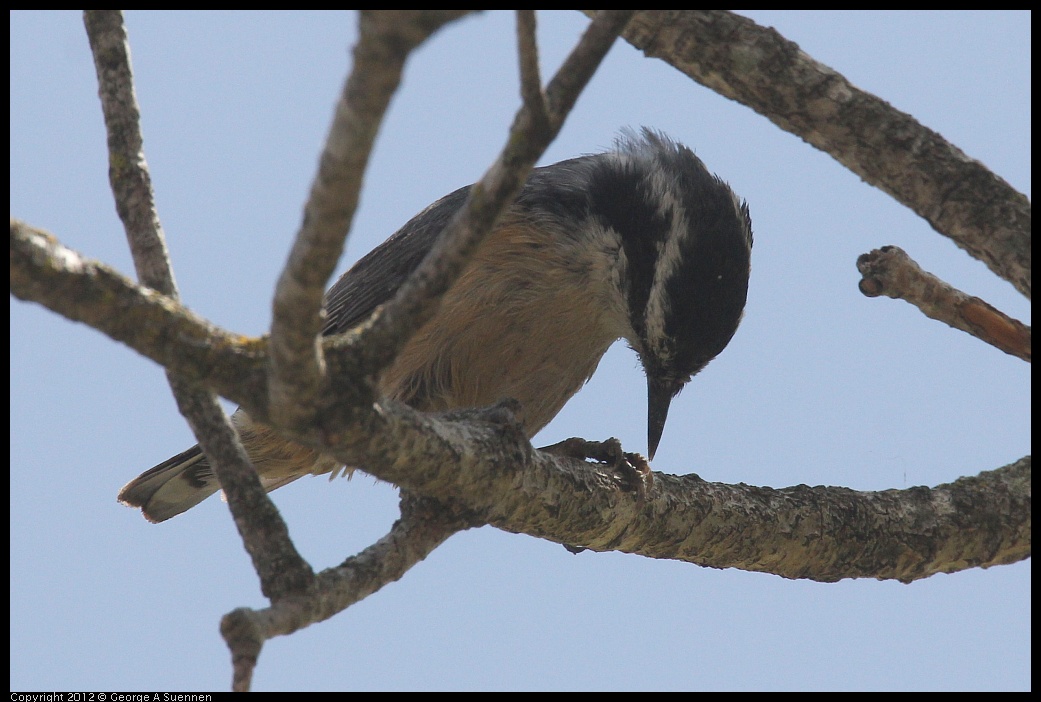 0516-130935-02.jpg - Red-breasted Nuthatch