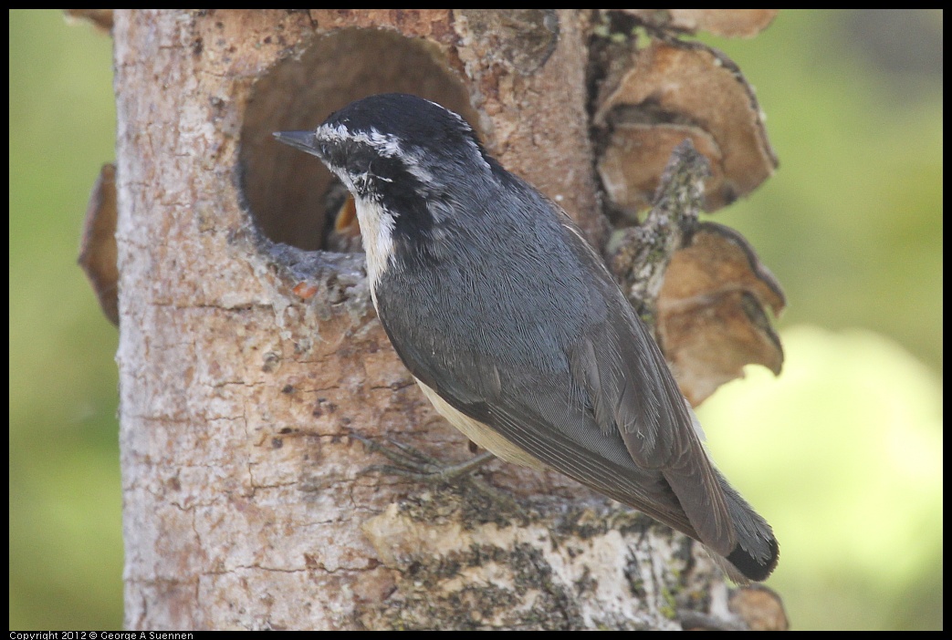 0516-131134-05.jpg - Red-breasted Nuthatch