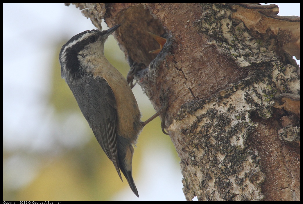 0516-131510-01.jpg - Red-breasted Nuthatch