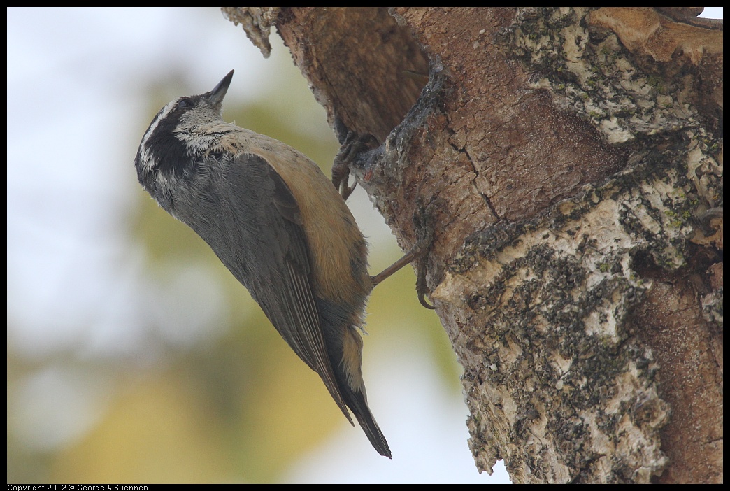 0516-131510-03.jpg - Red-breasted Nuthatch