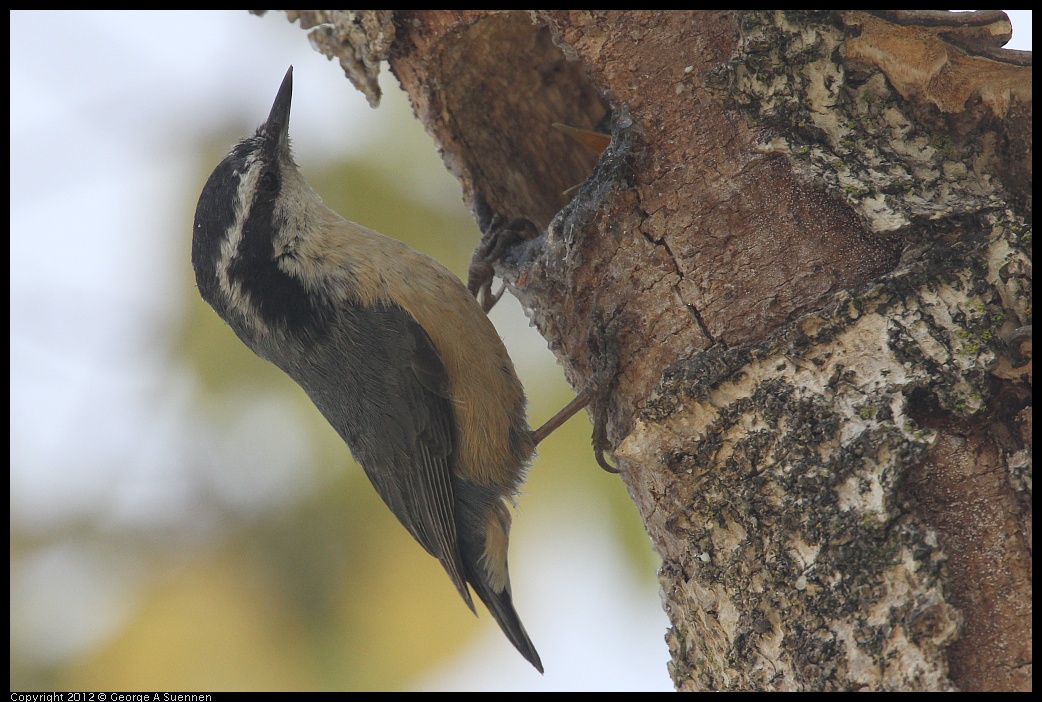 0516-131512-03.jpg - Red-breasted Nuthatch