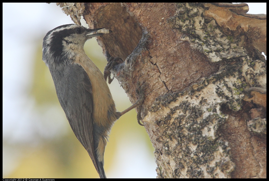 0516-131517-03.jpg - Red-breasted Nuthatch