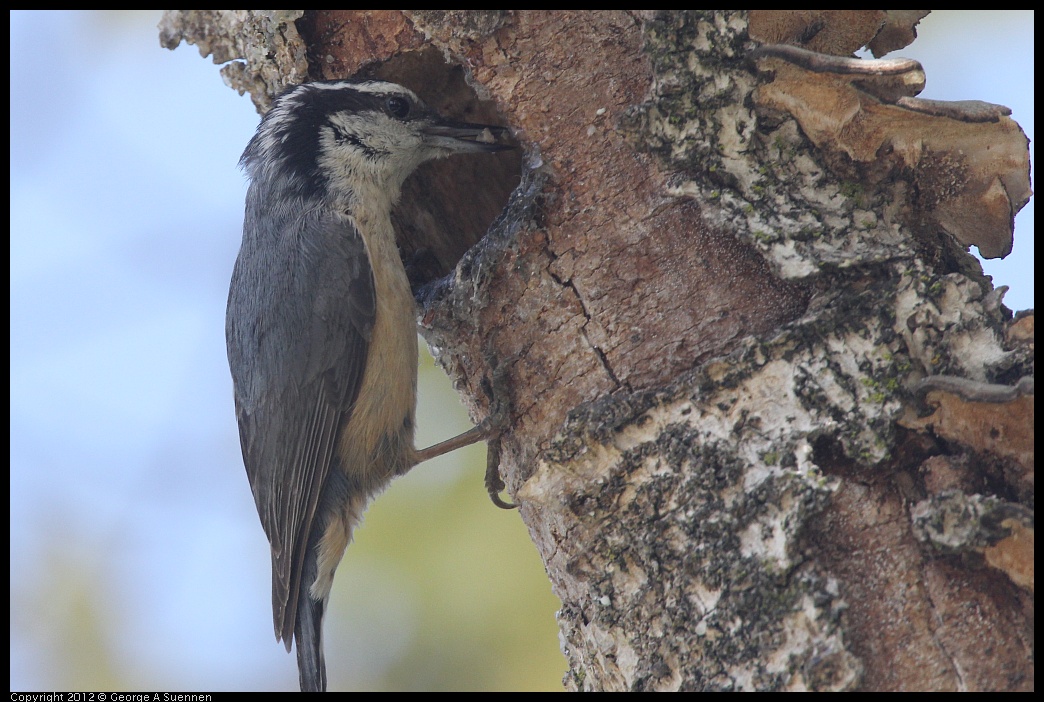 0516-131715-01.jpg - Red-breasted Nuthatch