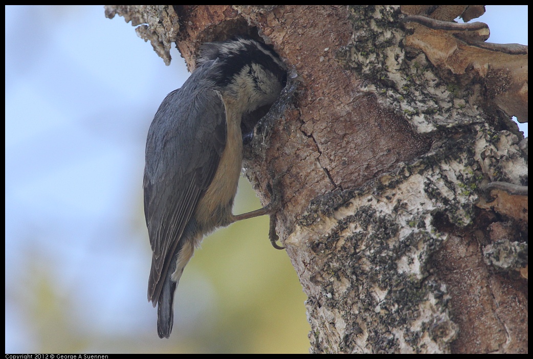 0516-131715-02.jpg - Red-breasted Nuthatch