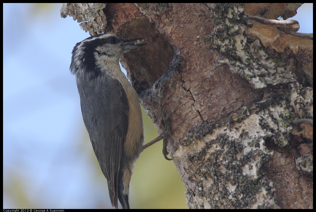 0516-131716-01.jpg - Red-breasted Nuthatch