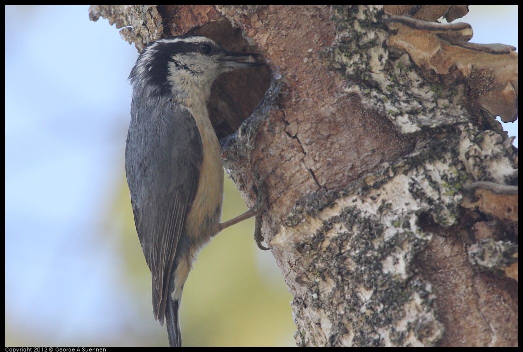 0516-131716-05.jpg - Red-breasted Nuthatch