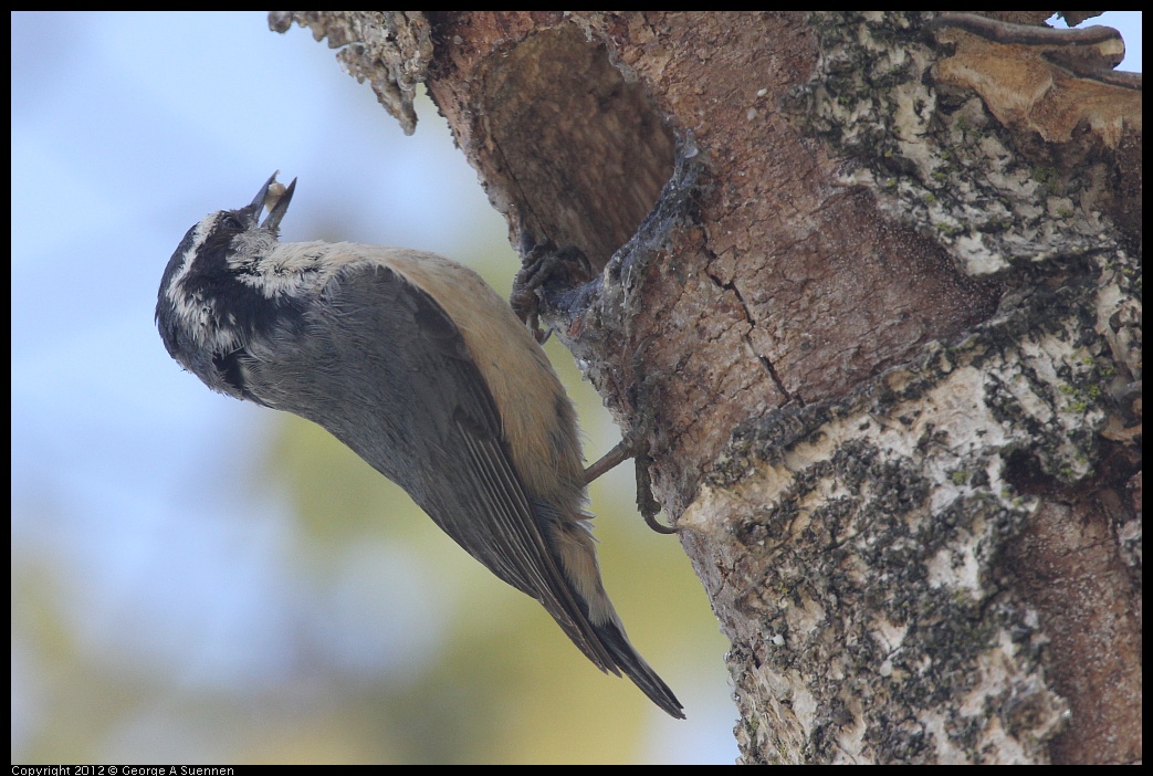 0516-131720-02.jpg - Red-breasted Nuthatch