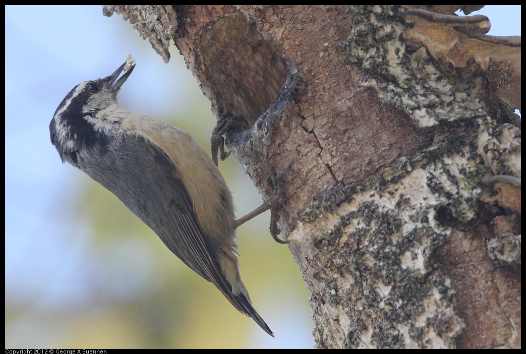 0516-131721-02.jpg - Red-breasted Nuthatch