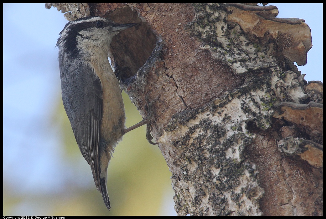 0516-131726-05.jpg - Red-breasted Nuthatch