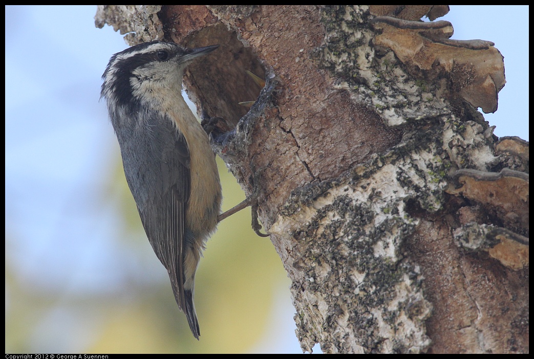 0516-131730-02.jpg - Red-breasted Nuthatch