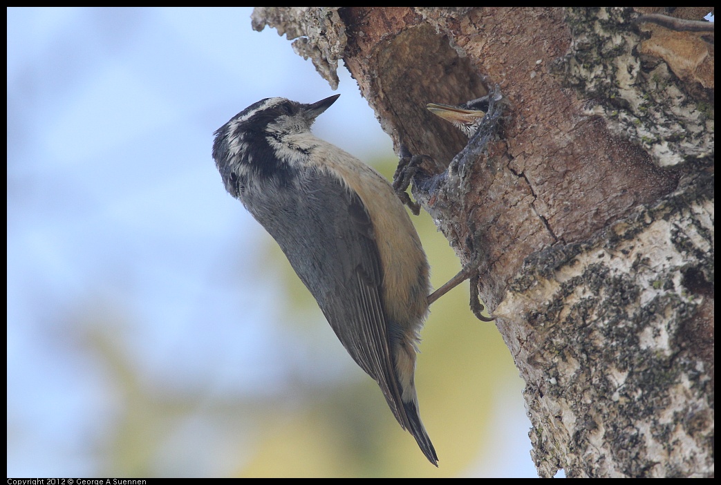 0516-131731-01.jpg - Red-breasted Nuthatch