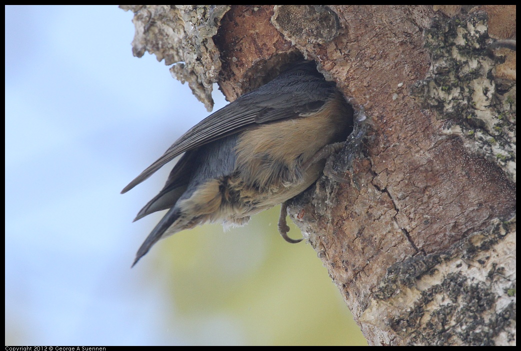 0516-131734-04.jpg - Red-breasted Nuthatch