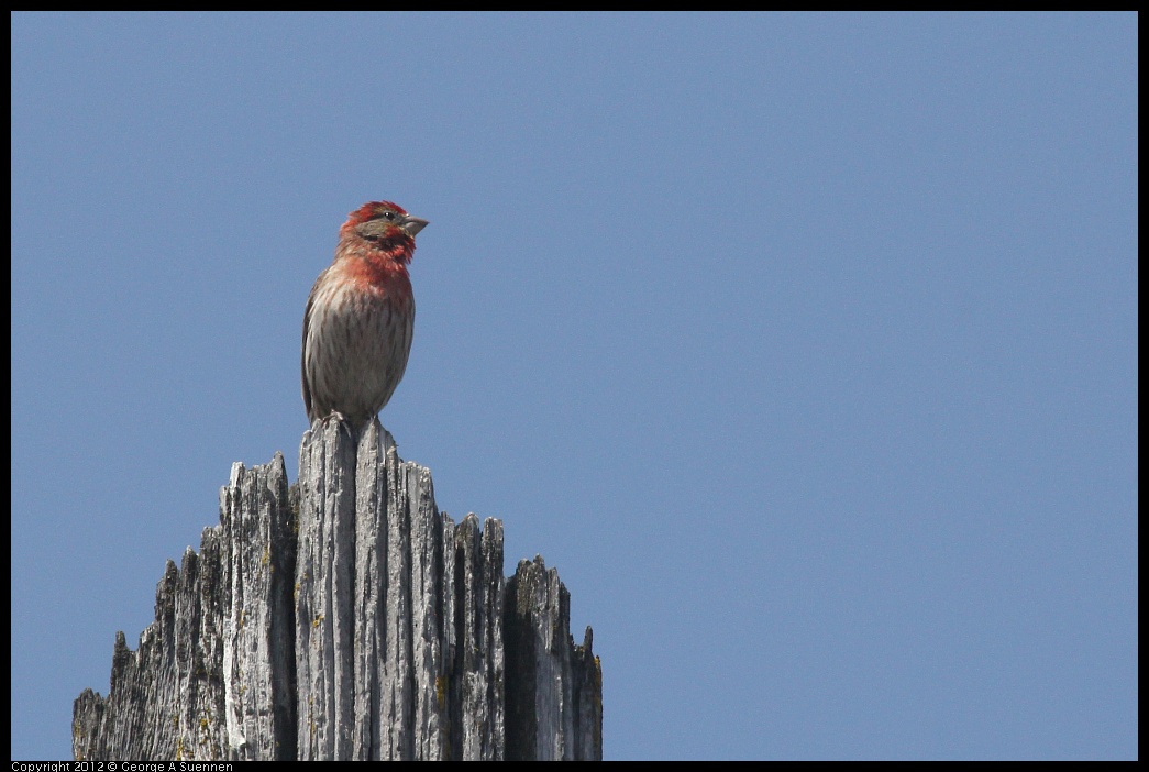 0516-131926-02.jpg - House Finch