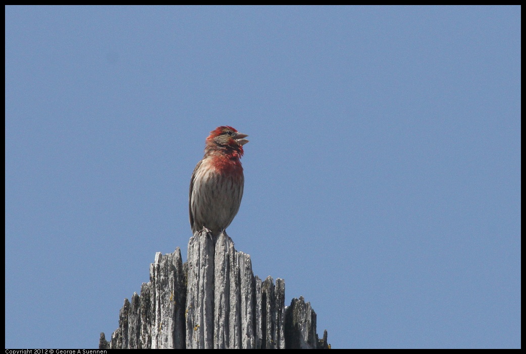 0516-131926-03.jpg - House Finch