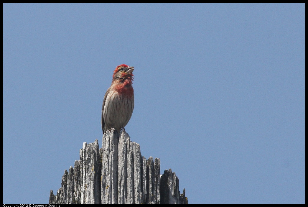 0516-131928-02.jpg - House Finch