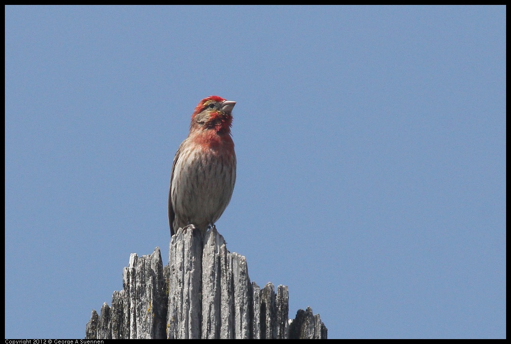 0516-131928-05.jpg - House Finch