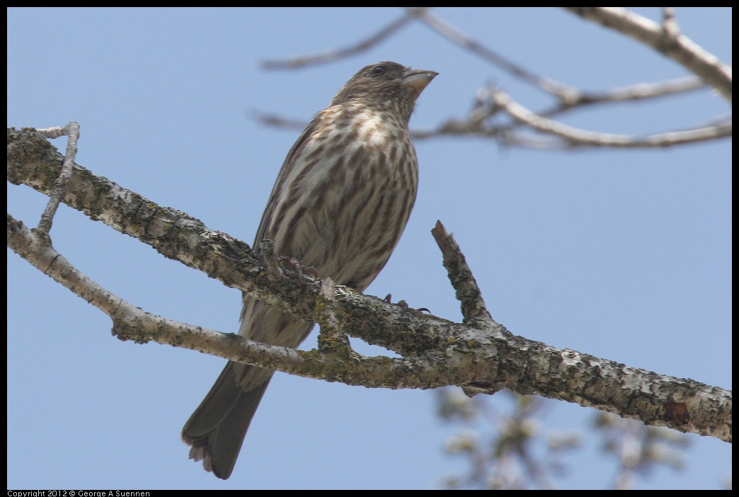 0516-131948-01.jpg - House Finch