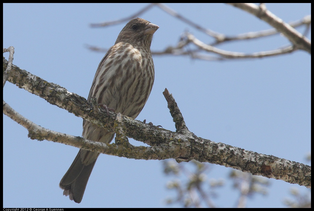 0516-131949-02.jpg - House Finch