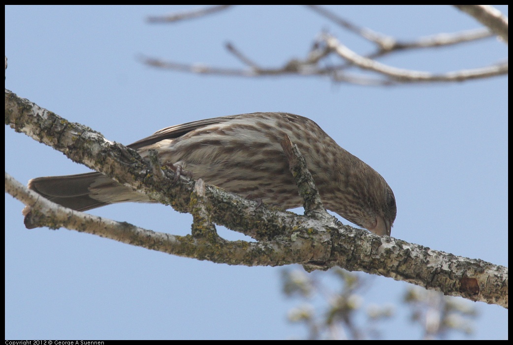 0516-131950-02.jpg - House Finch