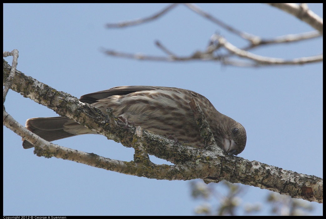 0516-131950-04.jpg - House Finch