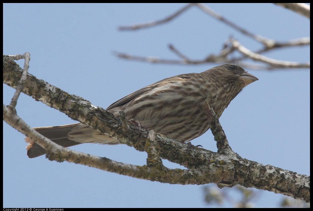 0516-131951-02.jpg - House Finch