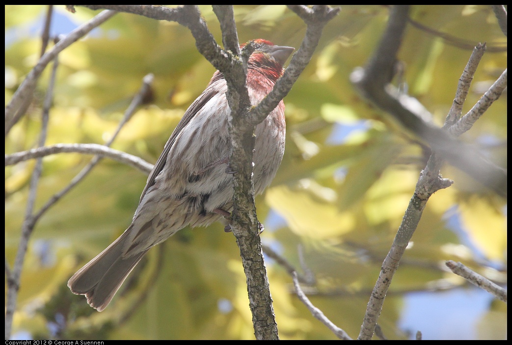 0516-132001-01.jpg - House Finch