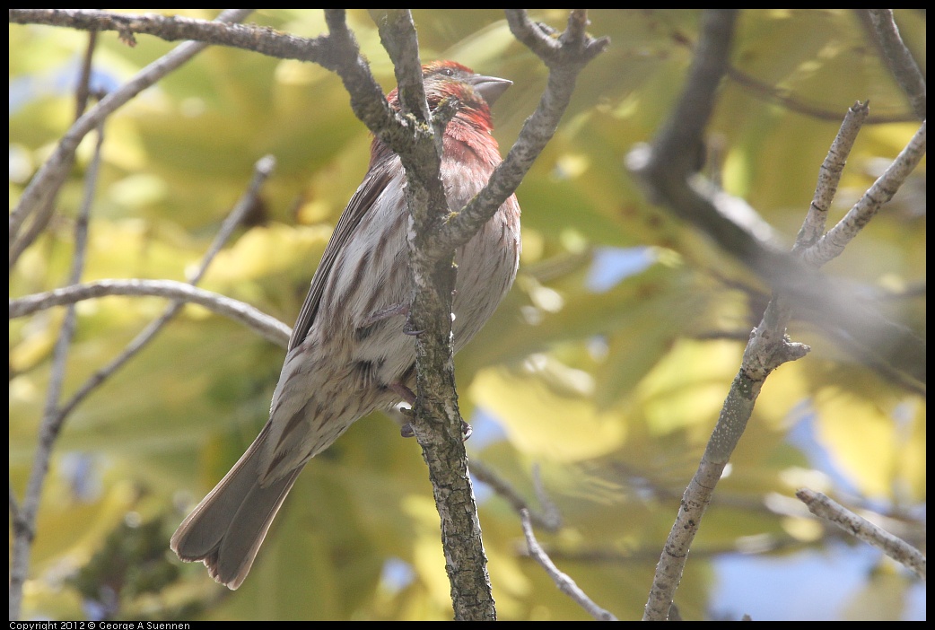 0516-132001-05.jpg - House Finch