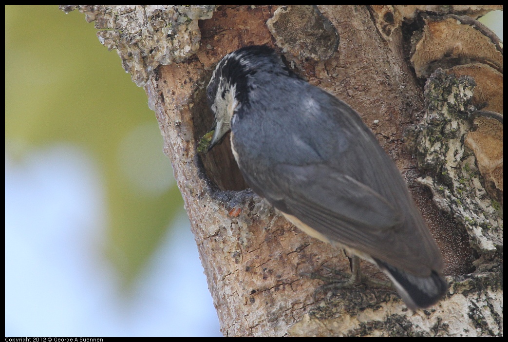 0516-132013-02.jpg - Red-breasted Nuthatch