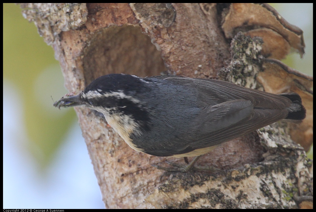 0516-132015-01.jpg - Red-breasted Nuthatch