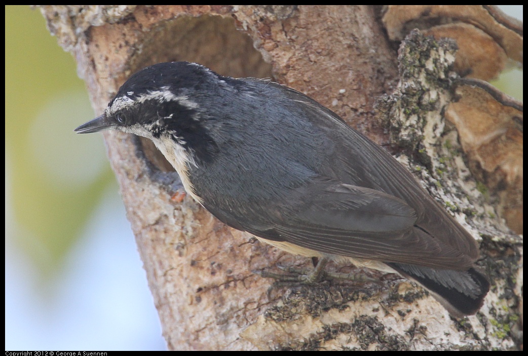 0516-132019-01.jpg - Red-breasted Nuthatch