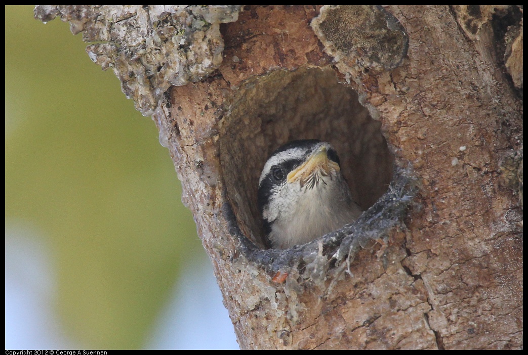 0516-132044-01.jpg - Red-breasted Nuthatch