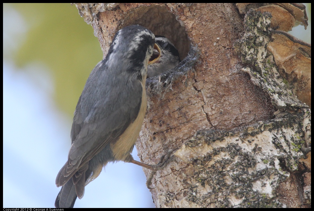 0516-132045-04.jpg - Red-breasted Nuthatch