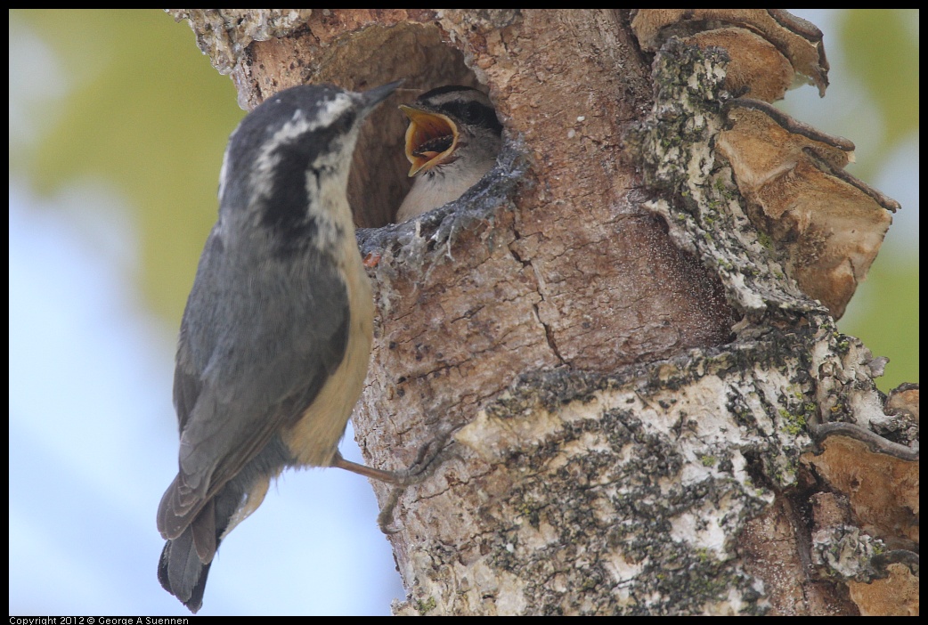 0516-132046-02.jpg - Red-breasted Nuthatch