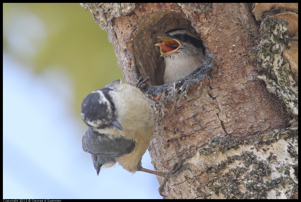 0516-132046-03.jpg - Red-breasted Nuthatch