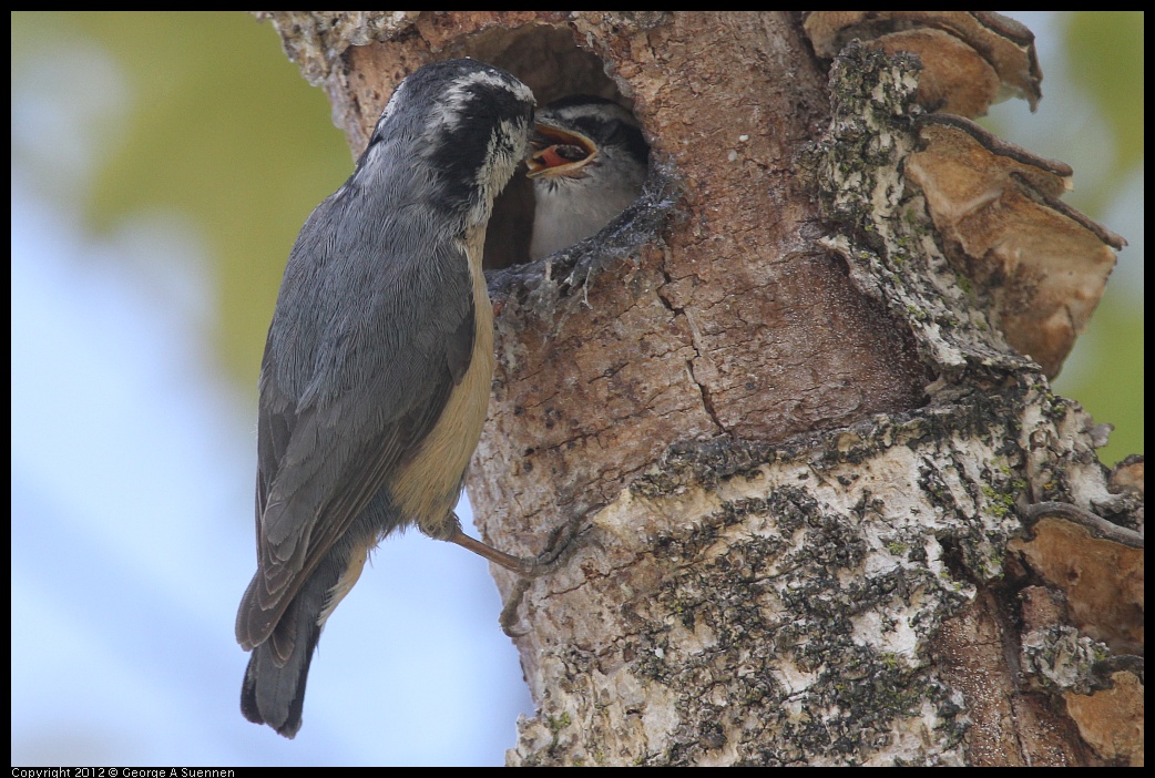 0516-132048-02.jpg - Red-breasted Nuthatch