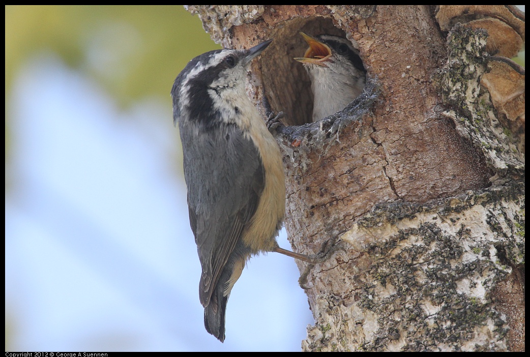 0516-132050-01.jpg - Red-breasted Nuthatch